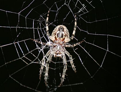 Garden spider in the middle of its web. Photo: Max Planck Institute for Microstructure Physics 