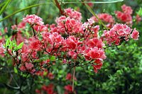 The Indian Azalea (Rhododendron simsii), very popular amongst Europeans as a cultivated house plant, also stems from China. Photo: Helge Bruelheide