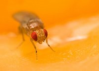Drosophila (Fotolia, Studiotouch)