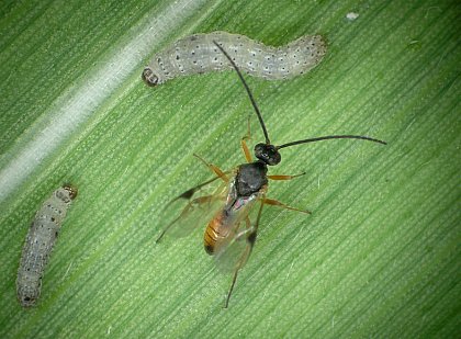 Corn leaves emit volatile terpenes when injured by caterpillars. These, in turn, attract parasitoid wasps which are the natural enemy of caterpillars. (Photo: Ted Turlings) 

