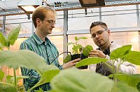 Dr. Jens Boch and Dr. Sebastian Schornack with tobacco plants as test objects.
(Photo: Maike Glöckner)