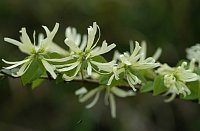 The Loropetalum chinense, a Hamamelis or witch hazel, is at home in the subtropical forests of China. Photo: Helge Bruelheide