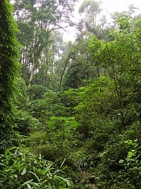 Natural forest (reference site) in China. Photo: Sabine Both