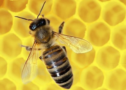 Honeybee on a comb. Foto: Heinz Waldukat / Fotolia
