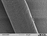 Electrospun nanofibres in comparison with a human hair, exposure: Ashraf Asran 