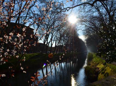 Outgoer Bild Fluss im Sonnenschein mit Kirschblüten